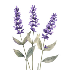 Obraz premium A watercolor painting depicts three delicate lavender sprigs with purple flowers and grey-green leaves against a black background.