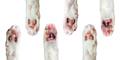 Cute cats' paws/ cute material