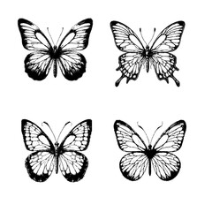 Obraz premium blue glasswing butterfly