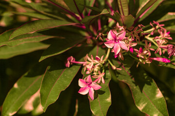 Infrared photography, a cluster of pink flowers surrounded by broad green leaves