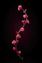 Twisted branch displays clusters of small pink blossoms, isolated, blackbackground