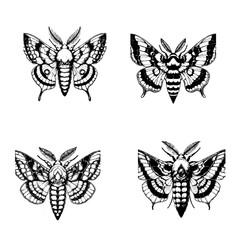 Death’s-head Hawkmoth