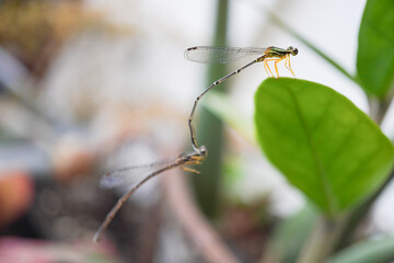 Two damselflies are mating and landing on a leaf.