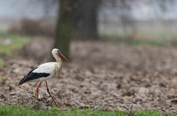 white stork Ciconia Ciconia in portrait mode