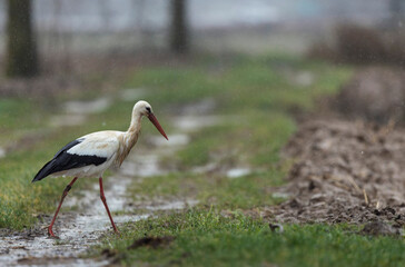 white stork Ciconia Ciconia in portrait mode