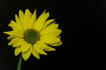 黄色のスプレー菊