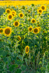 Obraz premium sunflower field in summer before harvesting, agriculture in summer background concept