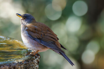 Bird: Pale Thrush