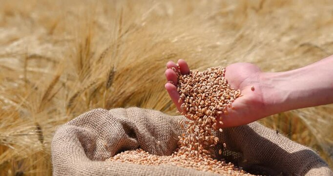 Wheat grains in the hands of a successful farmer, in a background ripe barley field. Close up of hands full of wheat from a young adult farmer, slow motion. Spring sunny day