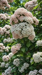 Viburnum in full bloom with pinkish-white flowers against a green leafy backdrop , blooming trees, spring blooms