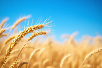 field of golden wheat under clear blue sky swaying stalks grains