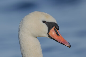 Mute Swan Cygnus olor swimming or flying over the Rhine in Alsace