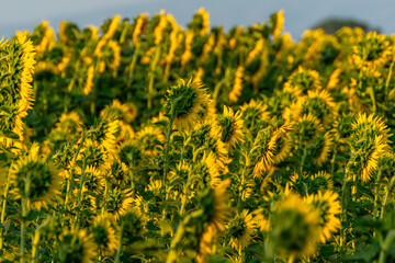 Obraz premium agricultural field of sunflowers in summer before harvesting, agriculture background concept