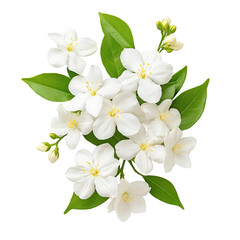 Fototapeta premium Beautiful White Jasmine Flowers Arrangement Top View isolated on white or transparent background, png clipart, design element