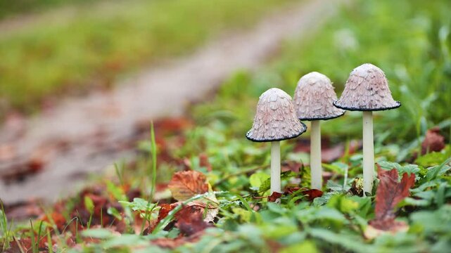 Inky cap mushrooms growing beside woodland trail, nestled among fallen leaves and autumnal colors