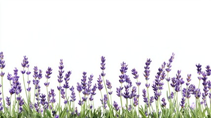 Naklejka premium Serene Rustic Field of Lavender Flowers in Full Bloom Under Clear Sky