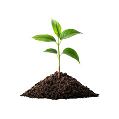 Growing Young Plant in Soil isolated on transparent background 