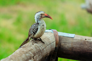 Hornbill perched on wooden railing in Kruger National Park during afternoon light