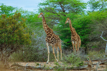 Two giraffes graze in lush surroundings of Kruger National Park in South Africa during daylight