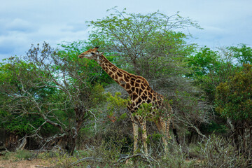 Giraffe grazing among the trees in Kruger National Park, South Africa during a serene afternoon