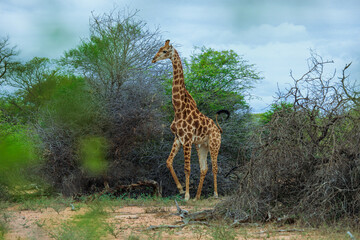 Giraffe stands gracefully among the bushes in Kruger National Park during an overcast day