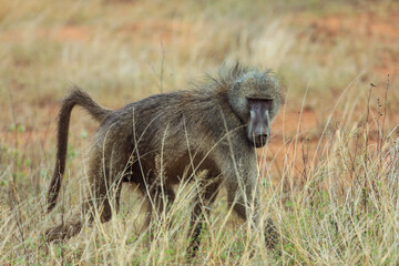 Baboon walking through tall grass in Kruger National Park South Africa during daylight hours