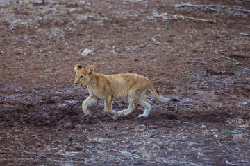 Young lion cub exploring the dried earth in Kruger National Park during the afternoon hours