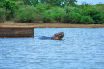 Fototapeta premium Hippo surfacing in tranquil waters at Kruger National Park in South Africa during sunset