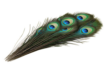 Fototapeta premium Peacock feathers nature studio detail isolated on transparent background