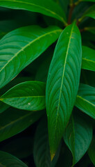 Close up photography of green leaves, professional photography. with white shades