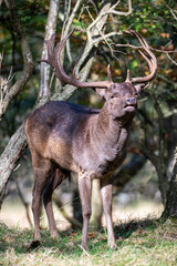 Male fallow deer - Dama Cervinae