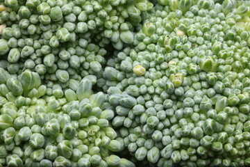 Close-up of fresh broccoli florets