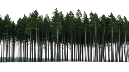 Tall pine trees standing in a snowy forest landscape nature view isolated on transparent background
