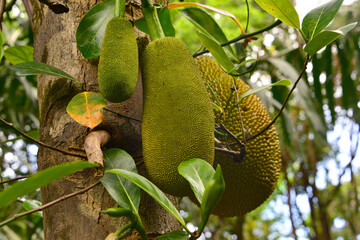 Jackfruchtbaum (Artocarpus heterophyllus) Früche am Baum