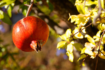 Granatapfel (Punica granatum) reife Frucht am Baum