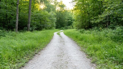 Fototapeta premium Winding forest path at sunset, lush green foliage