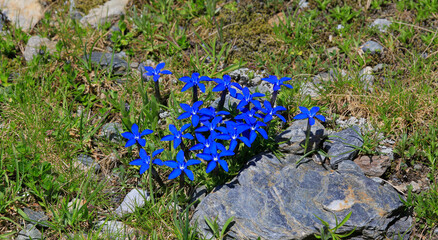 Fototapete bei efototapeten.de bestellen   