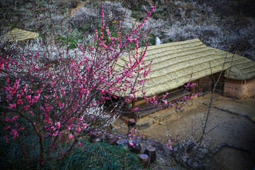 the view of the village with plum blossoms in bloom. Plum Blossom Festival at Plum Blossom Village in Gwangyang, Korea