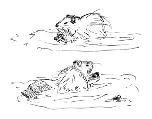 Hand drawn set of nutria, foliage illustration with animal motives