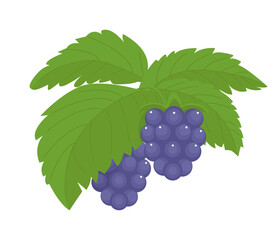 Blackberry isolated on a white background. Violet, lilac berries and green leaves in flat style. Vector illustration, colored icon, design element.