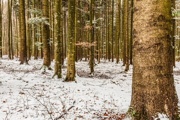 Landscapes - Forest - Europe, Romania, Suceava region  