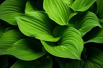 Close up of vibrant green leaves forming a lush, natural background, illuminated by sunlight