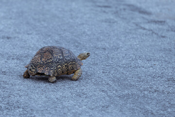 Tortoise crossing a gravel road in South Africa during a sunny afternoon