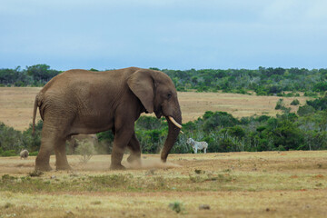 Obraz premium A majestic elephant walks through a vast South African landscape with zebras in the distance