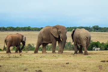 Three elephants interact in a South African savannah during a bright day