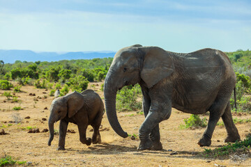 Obraz premium Elephants walking together in a South African landscape during daylight hours