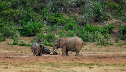 Elephants and wildebeests interact at a watering hole in South Africa during the dry season