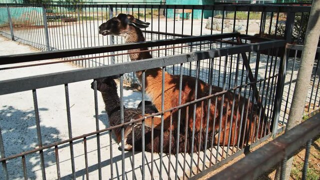 Llamas relaxing together in shaded zoo habitat during sunny afternoon