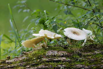 white mushrooms with large round cap, white mushroom cluster on the forest floor, mycelium growing on a mossy spot, mushrooms in the forest, close-up of mycelium, forest floor