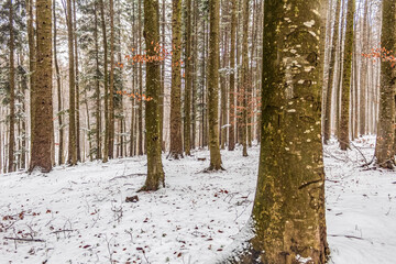 Fototapeta premium Landscapes - Forest - Europe, Romania, Suceava region 